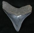 Sharp Posterior Megalodon Tooth #13373-2